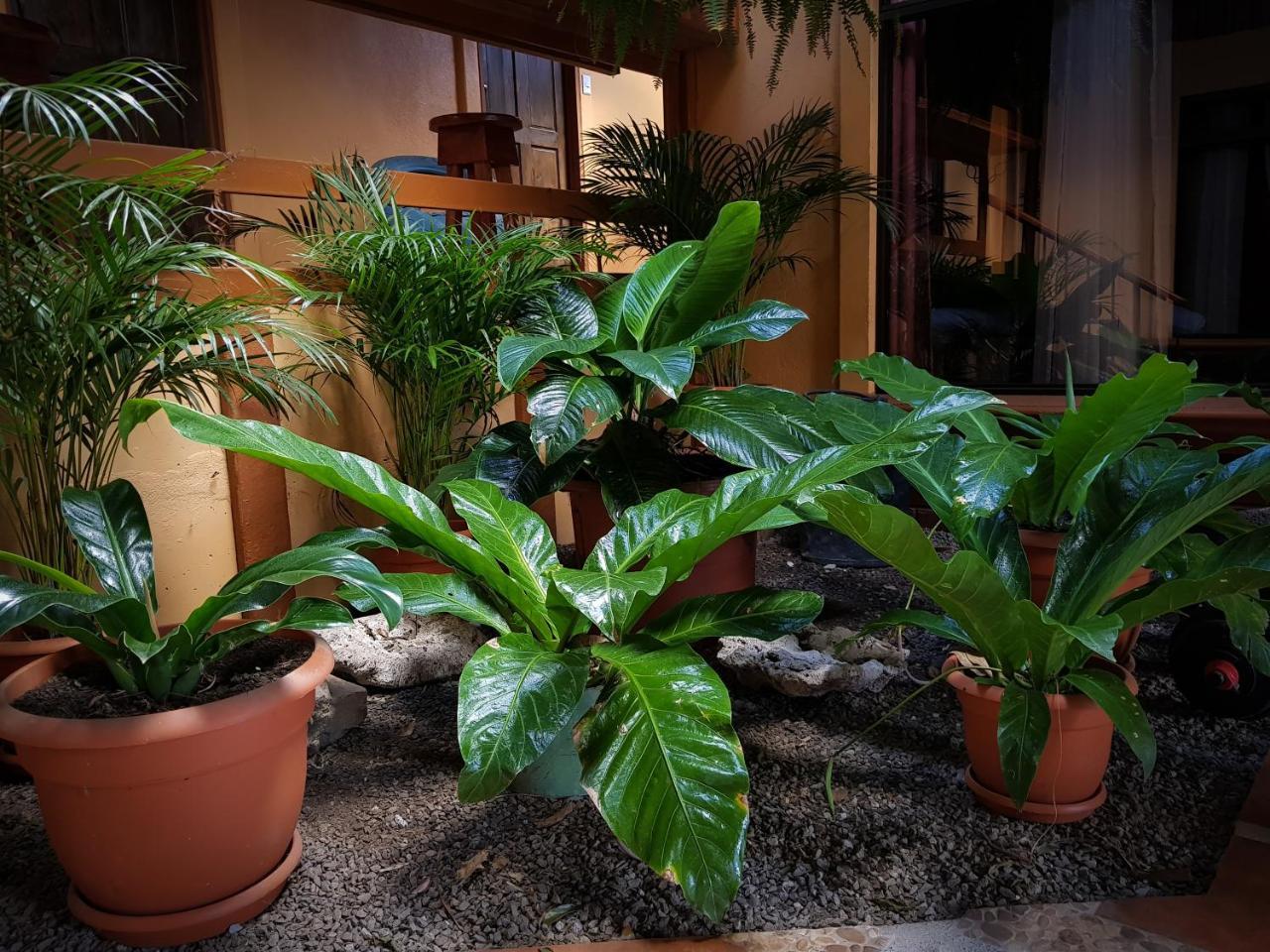 Greemount Hotel Monteverde Eksteriør billede